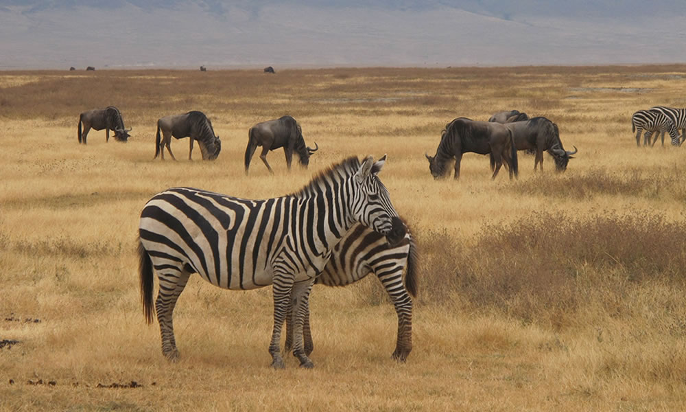 7 Days Big Five Safari in Tanzania
