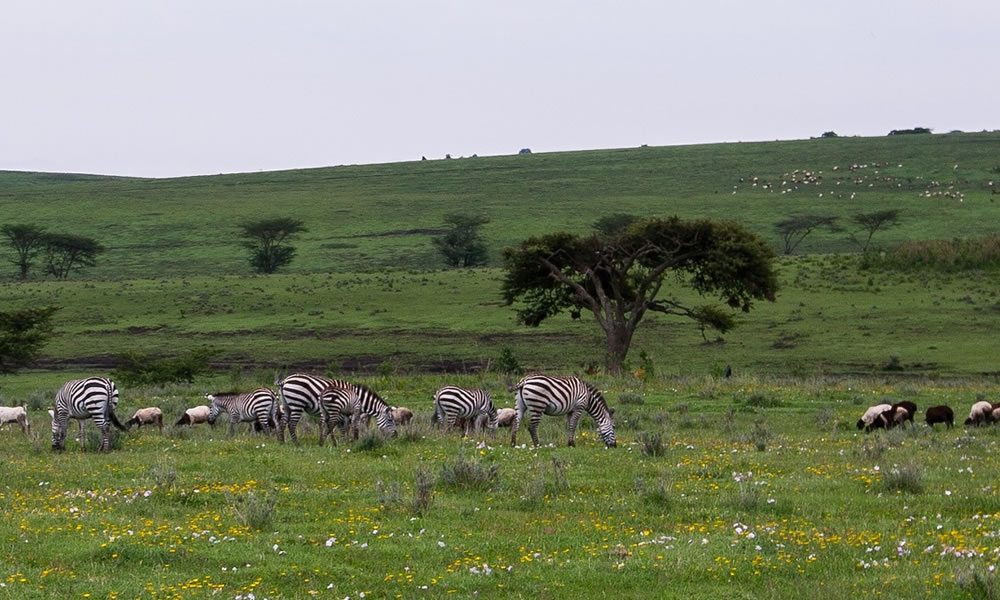 4 Days Ngorongoro, Manyara and Tarangire Safari