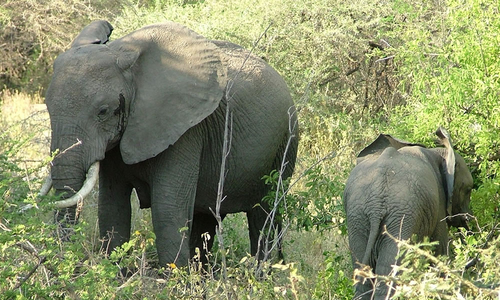 5 Days Wildlife Adventure in Tanzania