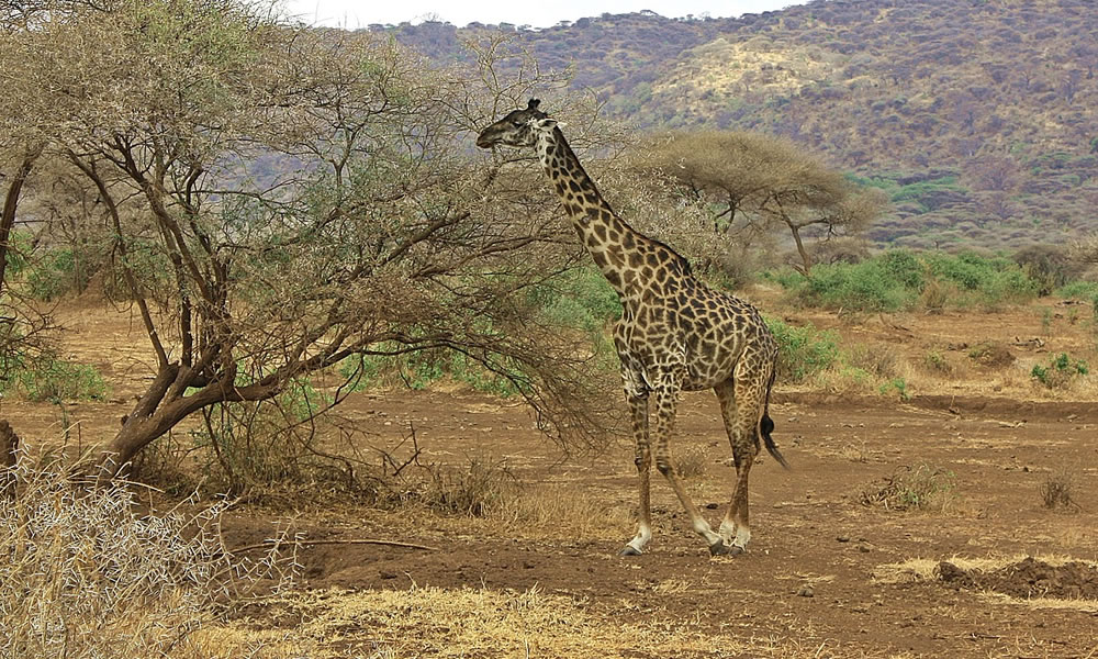 3 Days Tanzania Wildlife Safari Tour